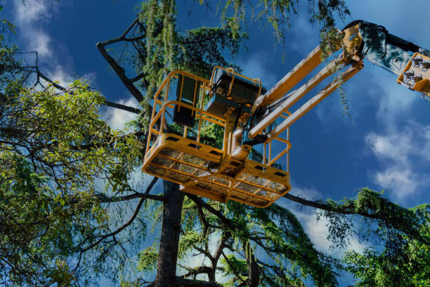 Best Affordable Tree Service  in Tatum, TX